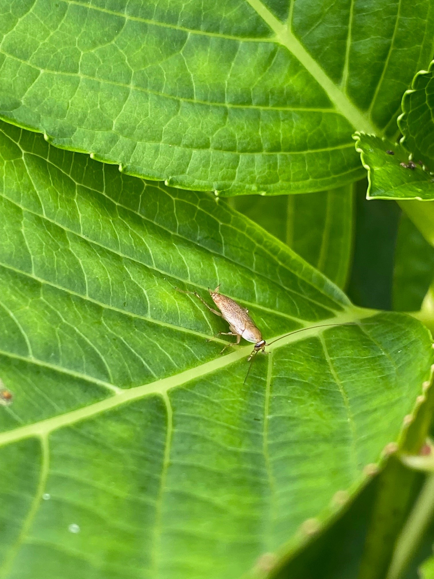 Duitse kakkerlak of boskakkerlakken?